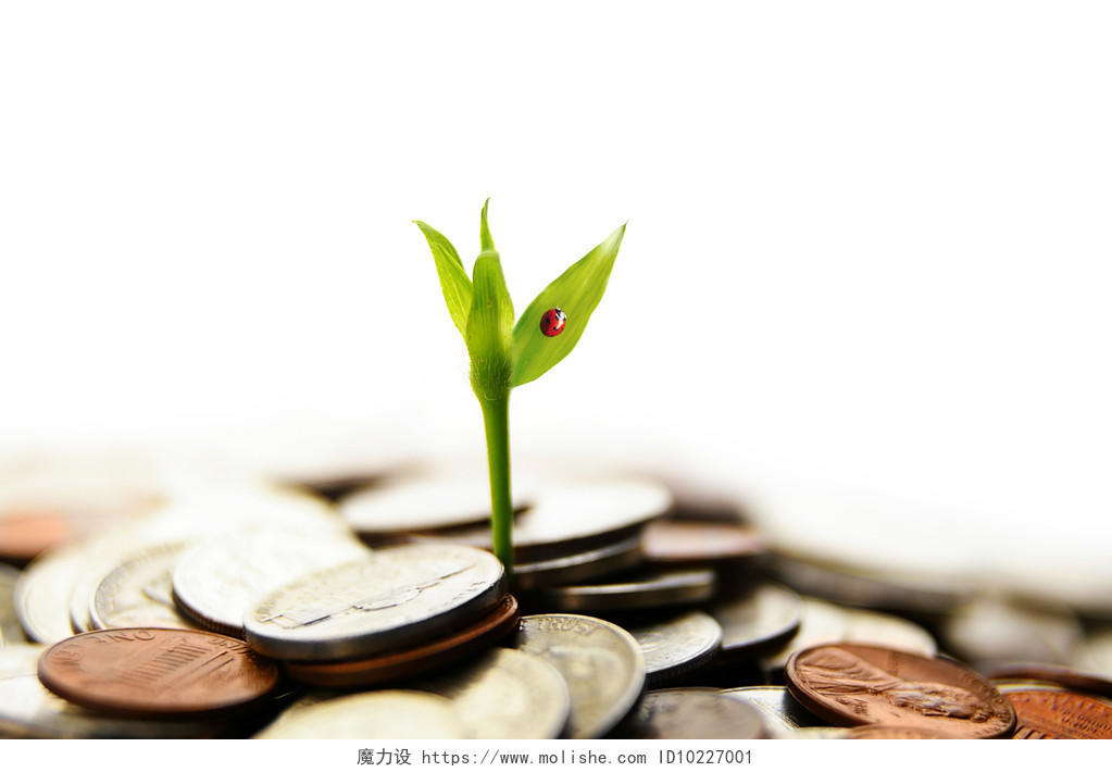新绿色的植物茎从钱成长硬币保险财富成长金融阳光商务